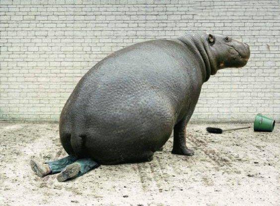 ippopotamo